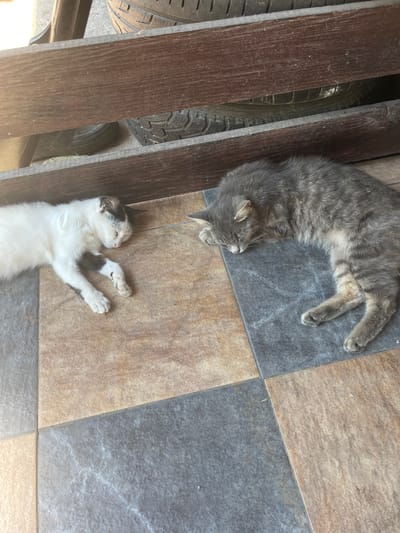 Two cats are sleeping on a tiled floor outdoors. One cat, predominantly white with black markings on its head and paws, is lying on its side with its eyes closed. The other cat, a larger tabby with grey fur, is curled up on its side, also sleeping. Both cats appear relaxed and undisturbed. The background shows a wooden structure above the cats and what appear to be tires partially visible. The environment suggests an outdoor, possibly a patio or porch area. The location is in Bohunove, Ukraine.