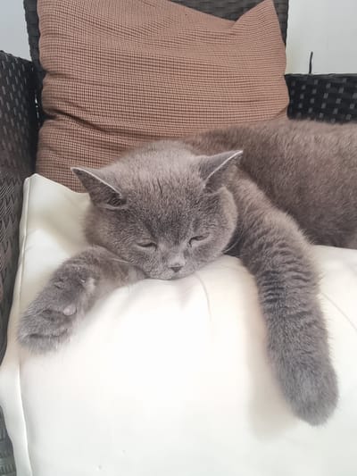 A grey British Shorthair cat is sleeping on a white pillow on an outdoor wicker chair. The cat is positioned on its side with its head resting on the pillow and its paws extended. A brown checkered cushion is behind the white pillow. The scene is set in Xàtiva, Spain.