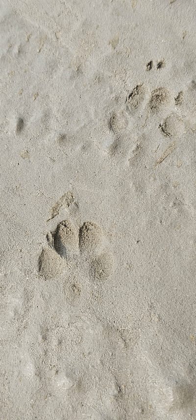 The image shows a close-up view of paw prints pressed into a light gray, sandy surface. The prints are distinct and appear to be from an animal with four toes, each leaving a rounded indentation. Some of the prints are clearer than others, with some appearing as partial impressions or smudged. There are multiple paw prints visible, suggesting movement across the surface. The texture of the surface is granular, with small pebbles or grains of sand visible. The lighting suggests it could be daytime, with shadows indicating the direction of the light source. No people, text, or specific location cues are visible beyond the sandy texture. The scene is natural and devoid of any man-made structures or elements.