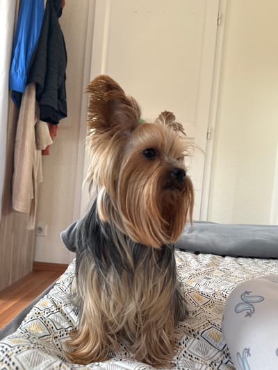 A long-haired Yorkshire Terrier sits on a bed in an indoor location. The bed is covered with patterned bedding and a gray pillow is visible. Near the bed, folded clothing in shades of blue, black, and beige are seen. A door and wall are in the background. Based on the context of the user’s location, this is likely in Bischheim, France.