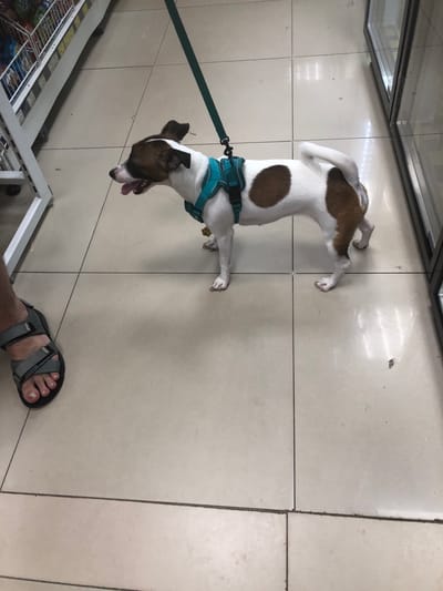A small, short-haired dog, primarily white with brown patches, stands on a tiled floor. The dog is wearing a teal harness and a dark leash is attached to it. Its tongue is visible, indicating it might be panting. To the left, a person's foot wearing a gray sandal is visible. The background shows a retail environment with shelves stocked with items on the left and a glass display case on the right. The scene is indoors, likely a shop or convenience store. The floor tiles are square and light-colored, with dark grout lines. The lighting appears to be artificial, common in indoor retail spaces. There are no visible signs indicating the specific location within Solikamsk, Russia.