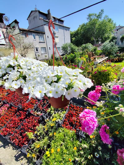 This is a full, eye-level shot of an outdoor flower market under a clear blue sky. In the foreground, two large hanging baskets overflowing with white petunias are suspended from red hooks. Below these, several trays of smaller flowering plants are arranged on the ground. These include rows of small red flowers, yellow flowers, and some greenery.
In the middle ground and background, a variety of other flowering plants and greenery are visible. There are clusters of bright pink flowers, and a dense green bush. Behind the plants, several multi-story buildings with grey facades and white-trimmed windows are visible. Trees with lush green foliage also dot the landscape. The overall impression is one of a vibrant and busy plant nursery or market, likely located in Sarıyer, Turkey, given the architecture and vegetation often found in that region. No people are visible in the frame.
