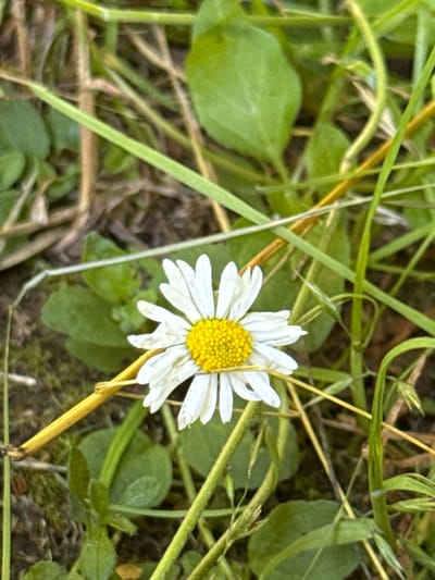 The image captures a close-up of a single daisy in a grassy field. The daisy has bright white petals radiating from a vibrant yellow center. It is surrounded by lush green grass, with some dry, thin stalks of straw interspersed. The background is a blur of green foliage and dark soil, suggesting a natural outdoor setting. The lighting appears natural, possibly indicating daytime. There are no people, text, or specific events depicted. The overall impression is one of simple, natural beauty. The location context provided is Vratsa, Bulgaria, which adds a geographical anchor to the scene.
