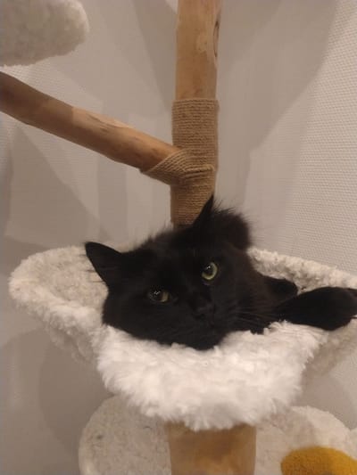 A black cat with green eyes rests on a plush white bed attached to a wooden cat tree. The cat tree has a sisal-wrapped post and a horizontal wooden branch. The background is a textured white wall. The image is taken indoors, likely in a residential setting in Crauthem, Luxembourg.