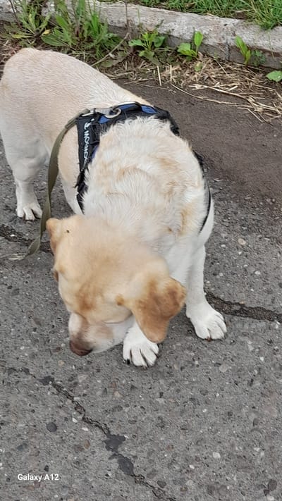 A yellow labrador dog with a black harness is standing on an asphalt surface next to a grassy area. The dog is facing downwards, with its head bent towards the ground. The harness has a reflective strip and buckles. The environment suggests an outdoor setting, possibly a park or a sidewalk in the city of Markovskii, Russia. The asphalt has visible cracks and some wet patches. Green grass and some dry vegetation are visible in the background. A watermark "Galaxy A12" is present in the bottom left corner of the image.