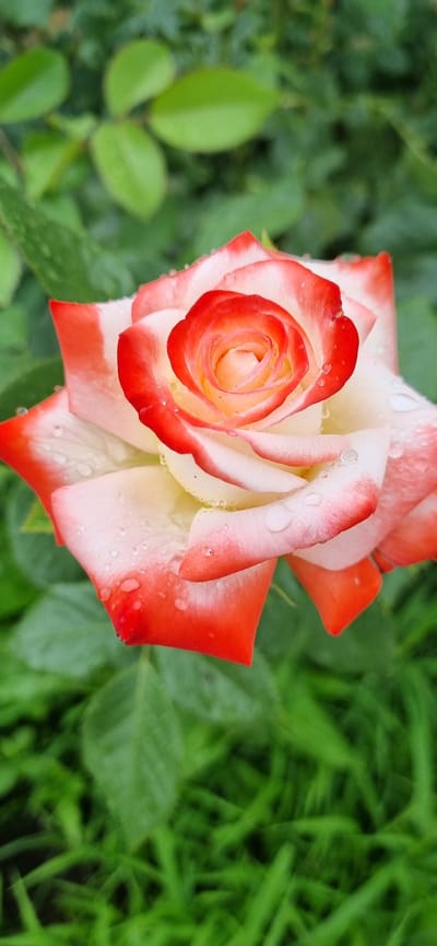 In Blizhnee, Ukraine, a close-up, vertical photograph captures a dew-kissed bi-colored rose, predominantly white with vibrant red edges, set against a soft-focus background of lush green foliage. The rose's petals exhibit a gradient of color, transitioning from a creamy white at the base to a striking crimson at the tips, with subtle hints of yellow in the center. Numerous water droplets, reflecting the ambient light, are visible on the petal surfaces, suggesting recent rain or dew. The background consists of blurred green leaves and grass, creating a natural and serene atmosphere. No people or animals are present in the scene.