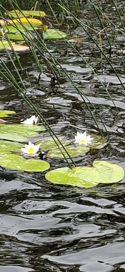 A tranquil natural scene unfolds in Kohatu, Estonia, featuring a body of dark, rippling water populated by lily pads and white water lilies. Tall, thin green reeds or grasses emerge from the water, creating a vertical element that contrasts with the horizontal expanse of the water and lily pads. Three white water lilies are visible, each with a yellow center, nestled amongst the large, round, green lily pads. The water's surface is textured with reflections and ripples, suggesting a gentle breeze. The lighting is overcast, creating a soft, diffused illumination across the scene. The overall impression is one of peaceful, natural beauty.