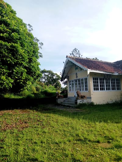 The image depicts a single-story, dilapidated building with a tiled roof, located amidst lush greenery. The building's exterior is a faded yellow color, and it has a series of white-framed windows along its side. Two stone lion statues flank the entrance steps. The lawn in front of the building is overgrown and speckled with fallen leaves. A large tree dominates the left side of the frame, casting a shadow across the lawn. In the background, additional trees and vegetation are visible under a bright sky with scattered clouds. The scene appears overgrown and neglected. The location is not specified, and there is no reference to it being in the city of Thalang, Laos. There are no people visible in the scene.