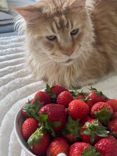 The image shows an orange cat lying on a white textured blanket. To the right of the cat, a bowl filled with fresh, red strawberries is visible. The strawberries have green stems and leaves attached. The cat is looking towards the right side of the frame, with its blue-green eyes open. The fur of the cat appears fluffy and soft. The scene is brightly lit, suggesting it might be daytime, and no specific weather conditions are discernible. The background is blurred, with hints of blue and white, possibly indicating an indoor setting. No text is visible in the image.