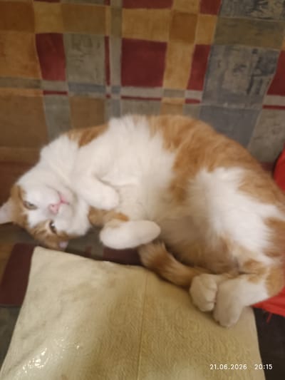 A ginger and white cat is lying on its back on a light brown cushion. The cat is facing the camera with its head tilted to the left. Its eyes are open, and its mouth is slightly open, revealing its pink tongue. The cat's paws are curled up towards its chest. In the background, a patterned fabric with squares of red, brown, and tan is visible. The bottom right corner of the image displays the date "21.06.2026" and time "20:15". The scene appears to be indoors, possibly in a residential setting. There is no indication of the location in Chaidari, Greece.