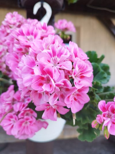 A close-up shot focuses on a cluster of vibrant pink geranium flowers. The blooms are densely packed, with delicate petals showcasing variations of pink, from soft pastels to deeper fuchsia, some featuring striking dark pink or magenta markings. The center of the flowers reveals fine, dark stamens. Lush green leaves with serrated edges provide a contrasting backdrop to the colorful blossoms. The flowers are contained within a white pot, partially visible at the bottom of the frame. Above the flowers, a white plastic hook is visible, suggesting the planter is hung. The background is softly blurred, with hints of earthy-toned structures and wood, implying an outdoor setting. The lighting suggests it is daytime, with soft light illuminating the flowers. There is no visible text in the image. The overall impression is one of natural beauty and vibrant floral display.