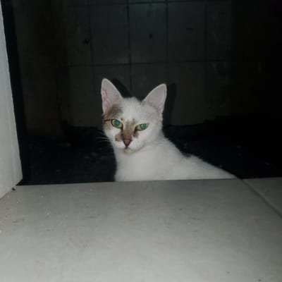 A white cat with green eyes peers into the frame from an unknown location. The cat's head is turned slightly, and its body is partially obscured by a light gray or white vertical surface. The background shows a dark, dimly lit area with what appears to be tiled walls. The location is unknown, but the question suggests it is within Curitiba, Brazil.
