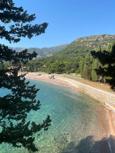 This is a high-angle, eye-level, medium shot of a beach and coastline in Sveti Stefan, Montenegro. In the foreground, dark green foliage from a coniferous tree hangs over the clear, turquoise water. The water is shallow, allowing the sandy seabed to be visible. A narrow, sandy beach curves along the coastline, bordered by a stone wall with a manicured lawn and a line of tall, dark green cypress trees behind it. In the distance, a large, red-roofed building is visible, surrounded by lush green trees. Beyond the trees, rolling, green hills rise to meet a clear blue sky. The sun is shining brightly, casting dappled shadows on the water and the beach. One person is visible on the beach near the water's edge.
