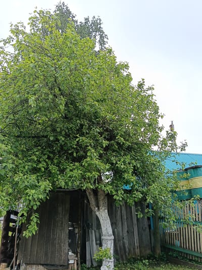 The image depicts a rural scene, likely in or near Красный Маяк, Russia, given the context. A large tree with dense green foliage dominates the view, its trunk painted white at the base. The tree appears to be growing directly in front of and partially enveloping a dilapidated wooden structure, possibly an old shed or outbuilding. The structure is made of weathered, grey wooden planks, some of which are damaged or missing. To the right of the tree and shed, there is a section of wooden fence painted in green, blue, and yellow, indicating a nearby residence. In the background, a building with a blue roof is partially visible. The sky is overcast and pale. There is some vegetation at ground level around the tree and the structures. The overall impression is one of age, disrepair, and natural overgrowth.