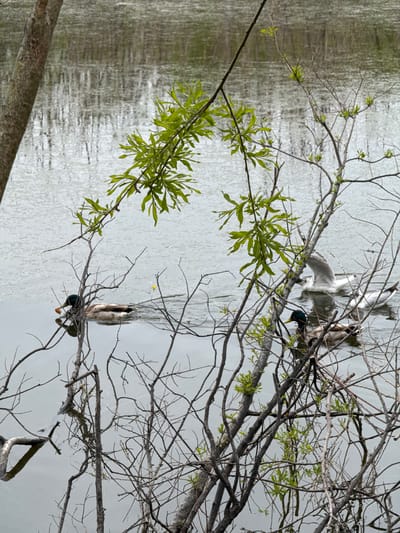 The image captures a serene natural scene on a body of water, possibly a lake or pond, where several ducks and seagulls are present. In the foreground, a tree trunk is visible on the left, partially obscuring the view of the water. Branches of a leafless tree, with new green leaves emerging, extend across the frame, adding a touch of spring to the scenery.
A male mallard duck with its characteristic green head is swimming in the middle of the frame, heading towards the left. Another duck, likely a female mallard, is swimming behind it. To the right, two seagulls are in the water. One seagull is in the process of landing or taking off, with its wings spread. The water's surface is calm, with reflections of the surrounding trees and sky visible, creating a slightly abstract, textured effect. A single yellow bobber is noticeable in the distance, suggesting potential fishing activity.
The overall atmosphere is peaceful and natural. The image appears to have been taken in an outdoor environment, likely a park or a natural reserve within or on the outskirts of Petropavlovsk-Kamchatsky, Russia. The presence of diverse birdlife and the characteristic vegetation point to a temperate climate, possibly during the spring season given the new leaf growth.