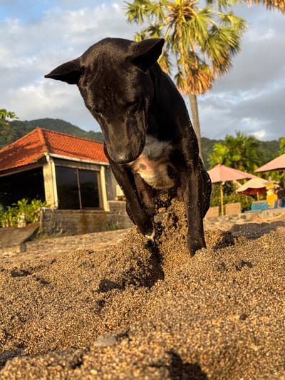 A black dog, its head down and ears alert, is captured mid-action as it digs into a pile of sand. The dog's chest shows a patch of white fur. The foreground is dominated by the granular texture of the sand, with some visible dust particles. In the background, a single-story building with a red tile roof and large glass windows stands behind a stone wall. Lush green foliage surrounds the building, and palm trees, one particularly tall and prominent, stretch towards a cloudy sky. A few colorful beach umbrellas, a yellow structure, and some people are visible further in the distance, suggesting a beach or resort setting. The scene appears to be located in Abang, Indonesia, under a bright but overcast sky.