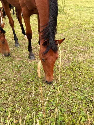 The image captures a close-up of several brown horses grazing in a grassy field. One horse in the foreground is actively eating, with its head down towards the grass. Another horse's head is visible to the left, also appearing to graze. The background consists of a blurred green field, suggesting an open, rural environment. There are no people or buildings visible in the frame. The scene is consistent with a farm or pasture located in the countryside, such as the village of Galinė, Lithuania, known for its agricultural landscapes.