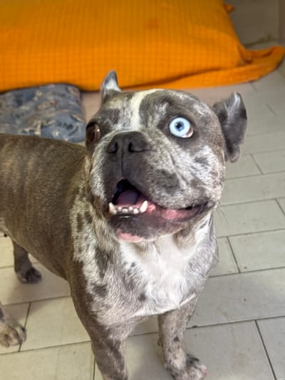 The image shows a close-up, slightly distorted view of a brindle-colored dog, possibly a French Bulldog or similar breed, with striking blue eyes. The dog's mouth is open, revealing its teeth and a pink tongue, giving it an excited or playful expression. The background features a textured orange object to the left and a tiled floor. The lighting suggests an indoor setting, possibly during the daytime. The dog's coat has a marbled pattern of gray, black, and white. The perspective of the shot is from above and slightly to the side of the dog. There is no visible text in the image.