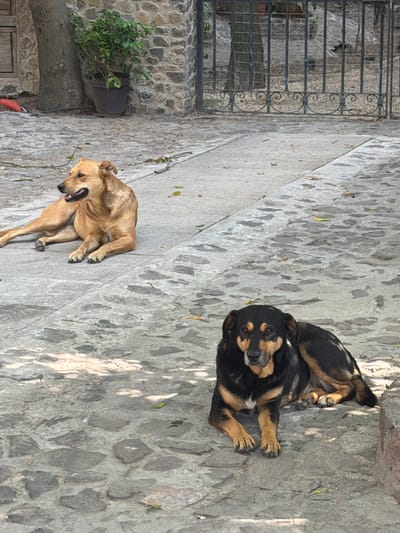 Two dogs lie on a stone pathway in Domingo Arenas, Mexico. One dog is black and brown and lying on its back. The other dog is tan and lying on its side scratching itself. A stone wall and black metal gate are to the left.