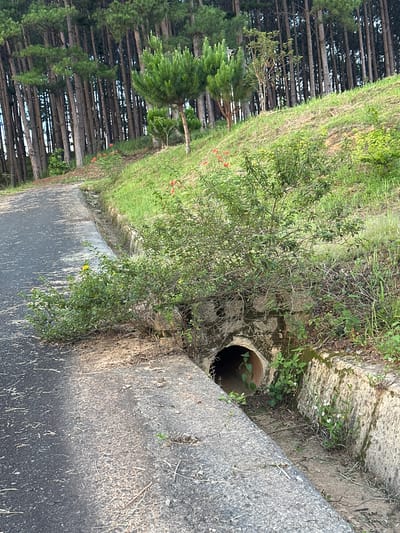 This media file depicts a roadside scene in Thôn 3, Vietnam. The primary subjects are a concrete drainage culvert, a patch of green grass and foliage, and a dense stand of pine trees. The culvert is partially visible, with a dark opening leading into it, and a small amount of greenery growing around its edges. The surrounding area is overgrown with grass and small plants. In the background, a large number of pine trees are lined up closely together, suggesting a forested area adjacent to the road. A paved surface, likely a road or pathway, is visible in the foreground, with some debris scattered on it.

There is no specific activity or event clearly taking place. The scene appears to be a still shot of an outdoor environment. Notable details include the presence of small white flowers growing near the culvert and a few red wildflowers scattered among the grass. The lighting suggests it is daytime, possibly late afternoon due to the shadows. The overall impression is one of a rural or semi-rural setting. No text is visible in the image.