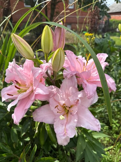 The image depicts a close-up view of a cluster of pale pink lilies in bloom, set against a backdrop of lush green foliage. Several lily buds, in various stages of opening, are visible, exhibiting a pale green hue with hints of pink. The flowers are characterized by their delicate, ruffled petals and prominent stamens tipped with dark anthers. A long, thin green leaf arcs across the upper portion of the frame, partially obscuring some of the flowers and buds. In the blurred background, glimpses of residential buildings with brick facades and pitched roofs can be seen, along with scattered yellow wildflowers and trees, suggesting an outdoor setting in a garden or yard. The overall impression is one of natural beauty and the vibrant life of a summer garden. The image was captured in the village of Khokhryaki, Russia.