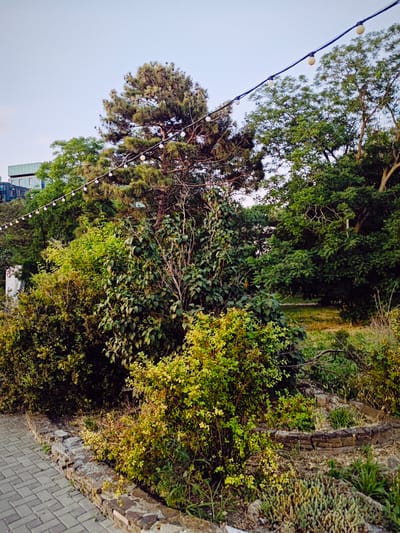 The image depicts an outdoor scene in Anapa, Russia. The foreground shows a paved walkway made of grey rectangular bricks, bordered by a low, rough stone wall. Beyond the wall, lush green bushes and trees dominate the landscape, with some plants displaying yellow and green foliage. In the background, a large pine tree stands tall amidst other dense foliage. Above the trees, a string of small, round white lights is strung across the frame, suggesting an evening or decorative setting. The sky is a pale blue, indicating either early morning or late afternoon. The presence of the string lights and the general ambiance of the greenery suggests this could be an outdoor seating area, a garden, or a park. In the far left background, a modern building with glass windows is visible, providing a contrast between the natural and urban elements of the scene. No people are clearly visible, though a blurry figure might be present near the building. The overall impression is one of a serene, natural environment enhanced by decorative lighting.