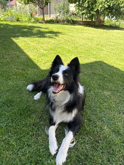 A black and white Border Collie dog is lying on its back on a lush green lawn, with its mouth open and tongue visible, appearing to be panting or playing. The dog's eyes are wide open and looking towards the camera. Its paws are extended upwards. The scene is outdoors, in what appears to be a backyard, with sunlight casting shadows from trees onto the grass. In the background to the left, there is a fence and some greenery, including bushes and a tree with leaves. The grass is well-maintained and appears to be a mix of grass and clover. The overall impression is a bright, sunny day, likely during the warmer months. There is no visible text in the image.