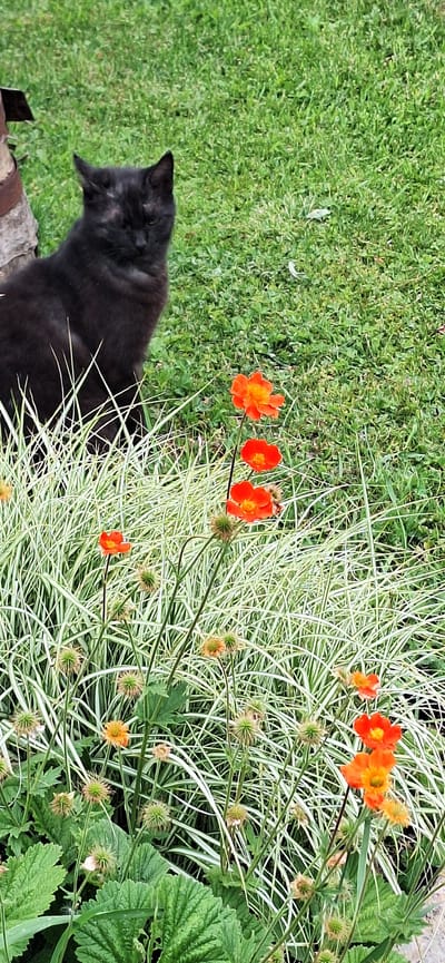 An overhead shot captures a serene garden scene in Konceptas, Lithuania, featuring a black cat, vibrant flowers, and various plants.

The primary subject is a black domestic cat, visible from its head to mid-body in the lower left quadrant of the image. The cat's head is turned to the left, showing its profile, and it appears to be observing something or simply resting. Its fur is dark, blending with the shadows but clearly distinguishable. A narrow, rough-textured edge, possibly wood or concrete, runs horizontally beneath the cat, suggesting a border or raised bed.

To the right and above the cat, several bright orange-red flowers with yellow centers are in bloom, likely Geum. They stand out against a backdrop of ornamental grass with long, slender, green and white variegated leaves, creating a striking visual contrast. Interspersed among the variegated grass and flowers are multiple round, spiky, green and brown seed heads on thin stems, which appear to be from the same plant as the orange flowers.

Further to the right and foreground, a patch of lush green, broad-leaved foliage is visible, possibly strawberry plants or similar ground cover. The background consists of a neatly maintained green lawn.

The lighting suggests it is daytime, with good illumination highlighting the colors and textures of the garden. No human activity or visible text is present. The overall atmosphere is peaceful and natural, capturing a moment of a pet enjoying its outdoor surroundings.