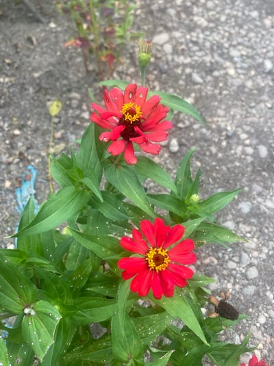 The image shows two red zinnia flowers with yellow centers, surrounded by green leaves. One flower is fully open, while the other is partially open. There is a dried flower head and unopened buds on the plant. The background is a gray, cracked concrete surface. The location is inferred to be Kebonbaru, Indonesia.