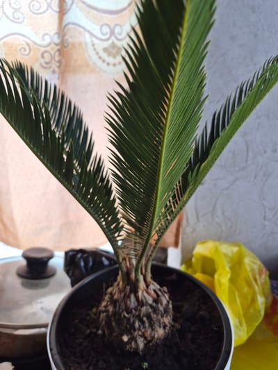 A potted sago palm plant is the central subject of this image. The plant has long, green, feathery fronds that extend towards the left and bottom of the frame. The base of the plant, with its rough, woody texture, is visible in a black pot filled with dark soil. Behind the plant, a light gray, textured wall forms the background. To the right of the plant, a bright yellow plastic bag is crumpled and partially visible. In the foreground, and to the left of the plant, a section of a light-colored fabric with a patterned design is visible. The fabric appears to be draped over furniture. The lighting suggests it is daytime. The image appears to be taken indoors, likely in a home setting, given the presence of the plant and the patterned fabric. There is no visible text in the image. The image composition is dynamic, with the plant's fronds creating a strong diagonal line.
