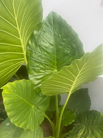 This media file features a close-up, overhead view of several large, vibrant green Elephant Ear plant leaves. The leaves are glossy and show prominent ribbed veins radiating from the central stem. One leaf in the foreground is particularly well-lit, revealing its smooth texture and bright green color, with hints of yellowing near the edges. Behind it, other leaves of varying shades of green are visible, some overlapping and casting shadows. In the upper left quadrant of the image, a textured white surface, likely a wall, is present, providing a contrasting background to the lush foliage. The overall scene suggests an outdoor setting, possibly a garden or a patio, given the presence of soil and other foliage in the background, which is out of focus. The lighting suggests it is daytime, likely with bright, natural light. There is no text visible in the image. The scene conveys a sense of natural beauty and growth, characteristic of a well-maintained plant in a temperate climate. The location context of Hof HaCarmel Regional Council, Israel, suggests a warm climate suitable for this type of tropical or subtropical plant.