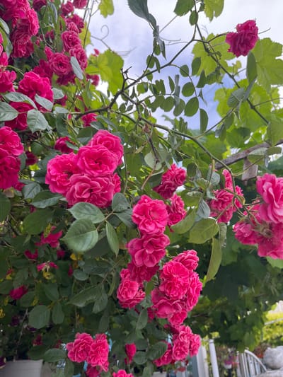 A vertical photograph captures a dense proliferation of flowering plants, primarily vibrant magenta-pink roses, intermingled with green foliage against a partially obscured sky. Clusters of roses in full bloom dominate the midground and foreground, with their characteristic dark green, serrated leaves. Interspersed among the rose bushes are larger, light green, lobed leaves characteristic of grapevines, particularly visible in the upper and middle sections. Visible structural elements supporting the growth include dark, weathered metal or wooden beams in the upper right, and thin, white, curved metal supports partially seen through the foliage in the upper center. The background reveals patches of a light blue sky with some white cloud cover. In the lower left corner, a segment of a white planter is visible. The lower right portion of the image shows a white metal fence or railing, and blurred outlines of additional hanging planters containing purple flowers in the distant background. This scene is located in Tsarev Brod, Bulgaria.