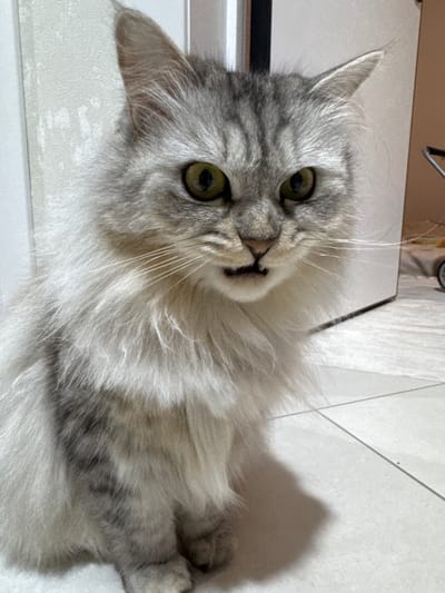 The image displays a long-haired domestic cat situated in an indoor environment in Gornyi (Dvurechenskoe S/P), Russia. The cat, exhibiting silver-grey and white tabby markings, is positioned centrally, seated on a light-colored tiled floor, and facing the viewer directly. Its eyes are olive-green with round, dilated pupils. The mouth is slightly open, revealing a portion of the lower jaw. Prominent white whiskers extend laterally from its muzzle. A soft shadow is cast by the cat onto the floor, extending to the lower left. The background includes a textured light-colored wall to the left, and a plain light-colored wall to the right, behind which a dark vertical line, a light-colored vertical structure, and a partially obscured wheeled object are discernible. No human subjects are present.