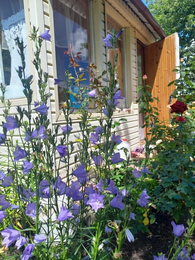 The image shows a close-up view of purple bellflowers in bloom, with a wooden-sided building and green foliage in the background. The building has white horizontal siding and a brown wooden door that is partially open. A window with white lace curtains is visible on the left side of the building. In the background, there are also rose bushes with red and pink flowers, and green trees under a blue sky. The setting appears to be a garden or backyard in a residential area. There are no people or animals visible in the image. The overall scene conveys a peaceful, summery atmosphere.