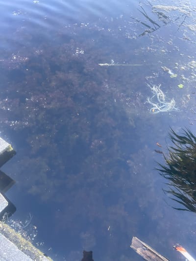 The image shows a dark, murky body of water, possibly a pond or canal, with reflections of the sky and vegetation. There are various debris floating on the surface, including white, stringy material, possibly plastic or natural fibers, and a small, light green leaf. Long, dark green, grass-like vegetation hangs into the water from the top left, and a piece of weathered wood is visible at the top right. The water is filled with submerged vegetation, creating a dark, textured bottom. The scene appears to be outdoors on a clear day, given the bright reflections. There is no visible text. The overall impression is of a natural, somewhat unkempt waterside environment.