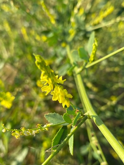 This media file is a close-up, macro photograph of a flowering plant, likely in a field or natural setting. The main subjects are the delicate yellow flowers clustered on a thin stem, along with the green leaves and a thick, ribbed stem of the plant. The background is a soft blur of green and yellow, suggesting a sunny outdoor environment. The focus is sharp on the flowers, highlighting their intricate structure and pale yellow color.
There are no people or discernible objects other than the plant itself. The scene is a natural one, with the plant appearing to be growing in a wild or uncultivated area. The lighting suggests it is daytime, and the soft, diffused light may indicate it is either early morning or late afternoon, or possibly a slightly overcast day. The overall impression is one of natural beauty and tranquility.
Notable details include the detailed texture of the plant stem, the individual petals of the flowers, and the way light catches the edges of the leaves and blooms. There is a small, thread-like structure with what appears to be a tiny insect attached hanging from a strand to the right of the main stem, adding a subtle element of wildlife. The location context is provided as Staromyshastovskaya, Russia, which could imply a temperate climate and vegetation typical of that region. No text is visible in the image.