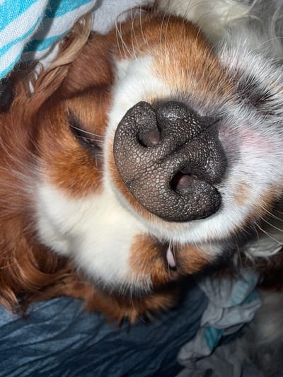 This is a close-up, overhead shot of a dog's nose and muzzle, likely a Cavalier King Charles Spaniel, due to the distinctive coloring of brown and white fur. The dog is sleeping, with its eyes closed. The dog's nose is dark, wet, and textured, with clearly visible nostrils. A small pink tongue is slightly visible. The dog's fur is soft and appears to be resting on a dark blue, textured fabric, possibly a blanket or bed. A partially visible blue and white striped fabric is visible in the upper left corner of the image, suggesting it might be draped over the dog. The image provides no information regarding the location in Dobrich, Bulgaria, as it is a close-up of an animal.