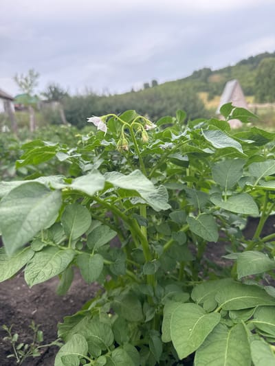 The image depicts a close-up view of potato plants with white flowers in a garden setting. The plants are lush green and appear to be healthy. In the background, a blurred landscape features a green, tree-covered hillside with a small, light-colored structure, possibly a house, nestled within it. The sky is overcast with a light gray hue. The overall scene suggests an outdoor agricultural or horticultural environment. The specific location of Soloneshnoye, Russia, is inferred from the context provided.