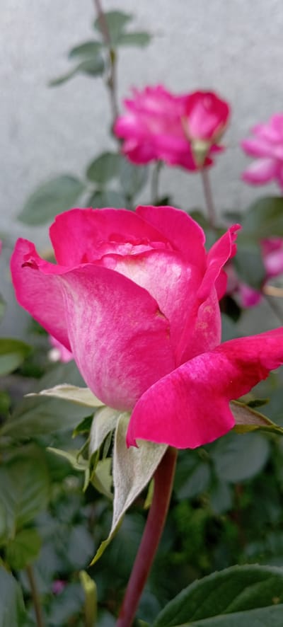 This media file is a close-up, sideways shot of a vibrant pink rose with hints of white on its petals. The rose is the primary subject, positioned in the foreground and dominating the frame. Its petals are unfurling, revealing layers of soft texture and delicate veining. In the background, out of focus, are other pink roses and lush green foliage, suggesting a garden setting. The overall impression is one of natural beauty and floral detail. There are no people, text, or specific time of day or weather cues visible in the image. The location context provided is Radisne, Ukraine.