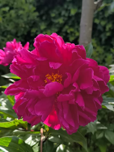 A vibrant, close-up, eye-level shot focuses on a bright pink peony flower. The peony is in full bloom, showcasing its many layered petals and a center cluster of yellow stamens. Sunlight illuminates the flower, creating highlights and casting some areas into shadow. To the left of the main peony, another pink peony is partially visible, appearing slightly out of focus. The background consists of blurred green foliage, suggesting a garden setting. A light-colored tree trunk is visible in the upper right quadrant of the image. A small insect, possibly a fly, is perched on the edge of one of the peony's petals in the upper left portion of the frame. The image was taken outdoors in natural light. The scene is static, with no discernible actions or interactions taking place beyond the presence of the insect. The location is identified as Alkmaar, Netherlands.