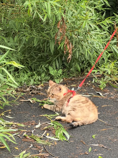 An orange tabby cat wearing a red harness and leash lies on its side on a dark asphalt path. The cat is partially obscured by fallen leaves and green foliage. Behind the cat is a dense green thicket of trees and bushes. The image appears to have been taken outdoors, likely in a park or natural area. The location is identified as Фролы, Russia.