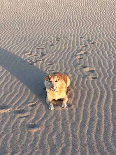 A medium-sized, light brown dog lies down on rippled sand dunes. The dog is looking directly at the camera with its mouth open and a collar around its neck. Footprints are visible in the sand behind the dog, leading away from it and then curving off to the left. The sun casts long shadows across the sand from the dog and the dunes, indicating it is either early morning or late afternoon. The scene is set on a sandy beach, typical of coastal areas like the shores of Gijón, Spain.