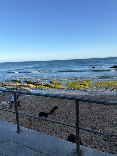 The image captures a scenic view of the coastline near Cascais, Portugal. The scene is dominated by the vast expanse of the Atlantic Ocean, with calm waves lapping against the shore. Rocky outcrops, partially submerged and covered in vibrant green algae, dot the water's edge, creating a natural, rugged boundary between the sea and the sandy beach.
The beach itself is a hive of activity, though sparsely populated. Several dogs are visible, interacting with each other and seemingly enjoying their freedom. A white dog stands near the water, while a black dog is positioned further up the beach. A small, light brown dog is facing away from the camera, and a dark brown dog is seated on the sand. Two individuals are present on the beach, appearing to be accompanying the dogs. One is a man in shorts, and another person is partially visible wearing a grey top.
In the foreground, a metal railing runs horizontally, separating a concrete walkway from the sandy beach. The walkway itself is made of textured concrete. A person with dark hair is lying down on the sand behind the railing, partially obscured by the metal structure.
The sky above is a clear, bright blue, indicating a sunny day with excellent visibility. The overall impression is one of a peaceful day at the beach, with a mix of natural beauty and human and animal activity.