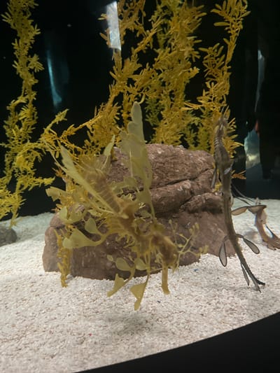 The image shows a saltwater aquarium exhibit, likely at the Oceanário de Lisboa in Lisbon, Portugal. The focus is on two Leafy Sea Dragons (Phycodurus eques), with one situated more prominently in the foreground. A second Sea Dragon is positioned on a rock in the background. The tank is decorated with brown-colored rock formations and artificial seaweed resembling vegetation. The aquarium's floor is covered in a light-colored sand substrate. The lighting in the aquarium is artificial and designed to mimic a natural underwater environment.