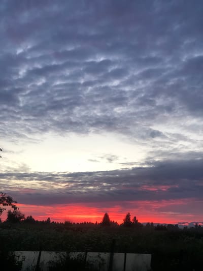 The image depicts a vibrant sunset over a rural landscape, likely in the vicinity of Zhukovo, Russia. The sky is a dramatic canvas of color, with a brilliant, fiery red band near the horizon, transitioning upwards through shades of pink and orange, and finally into a deep, cloudy gray at the zenith. The clouds are textured and layered, catching the fading sunlight. Below the sky, a dark silhouette of trees forms a dense line across the middle ground, with a few individual trees standing out. The foreground shows a field of dark vegetation, possibly crops or wild flora, with a glimpse of a low, light-colored structure or fence in the very bottom. The overall scene evokes a sense of natural beauty and the peaceful end of a day.