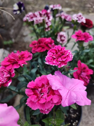 This close-up, eye-level shot captures a cluster of vibrant pink and magenta carnations, with hints of deep purple and red flowers in the blurred background. One large, ruffled pink petunia dominates the foreground, its broad petals softly curved. The carnations, some with delicate white edges, display intricate layers of fringed petals. Green foliage provides a lush backdrop. The setting appears to be a garden or flowerpot, possibly outdoors, given the natural lighting and slightly uneven texture of the ground. The overall mood is cheerful and serene, highlighting the natural beauty of the flowers. There is no visible text in the image. The time of day is likely daytime, judging by the illumination.