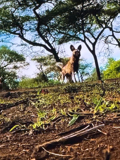 The image displays a natural outdoor scene, possibly a savanna or woodland environment, featuring an African wild dog standing amongst sparse vegetation and trees. The ground is covered in dry soil and fallen leaves, with some green grass and small plants emerging. The wild dog is the central subject, looking towards the viewer. The background consists of trees with dense foliage and a bright sky. The overall impression is one of a wildlife habitat. There is no indication of the city of Springboro, United States of America, or any urban elements present in the image.