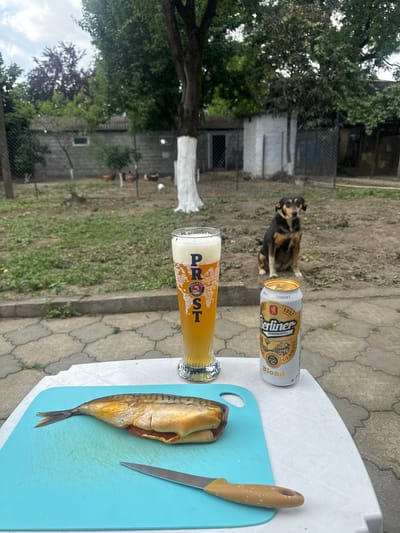 This media file captures an outdoor scene in Zugdidi, Georgia. The primary subjects are a glass of beer and a can of Berliner Kindl beer, both placed on a white plastic table. Beside them, on a blue cutting board, lies a smoked fish, accompanied by a knife. In the background, a dog sits on the dirt ground, with a building and trees visible behind it. The setting appears to be a yard or garden, with paved stone walkways and patches of grass. The lighting suggests it is daytime, possibly overcast due to the diffused light. The overall mood is relaxed, perhaps suggesting a casual meal or break outdoors. The visible text on the beer can reads "Berliner Kindl GESCHICHTE," "MADE IN GERMANY," and "Blond." The glass also has text on it, appearing to say "PRST."
