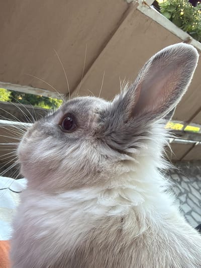 A close-up, low-angle shot captures a rabbit's head and upper body. The rabbit has light gray and white fur, with a dark eye and prominent whiskers. Its left ear is perked up and points towards the upper right. The background is blurred, showing a light brown awning or ceiling above, with hints of greenery and a railing further in the distance. The scene appears to be outdoors, possibly on a balcony or patio, but no specific city or location can be determined from the visual information provided. There are no people, actions, or interactions depicted in the image.