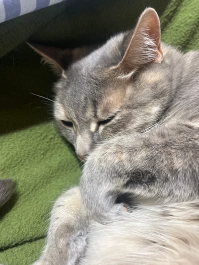 A domestic cat, exhibiting a diluted tortoiseshell or calico fur pattern with primary gray, white, and subtle tan markings, is depicted resting in a curled position on a textured green blanket. The animal's eyes are closed, suggesting sleep or deep relaxation. Its front paws are tucked close to its body, with one paw partially obscuring its face. A small, pink paw pad is visible on the underside of one paw. A segment of the cat's tail is visible in the lower-left portion of the frame. In the upper-left background, a striped blue and white fabric is partially visible. The scene is located in the city of Ushuaia, Argentina.